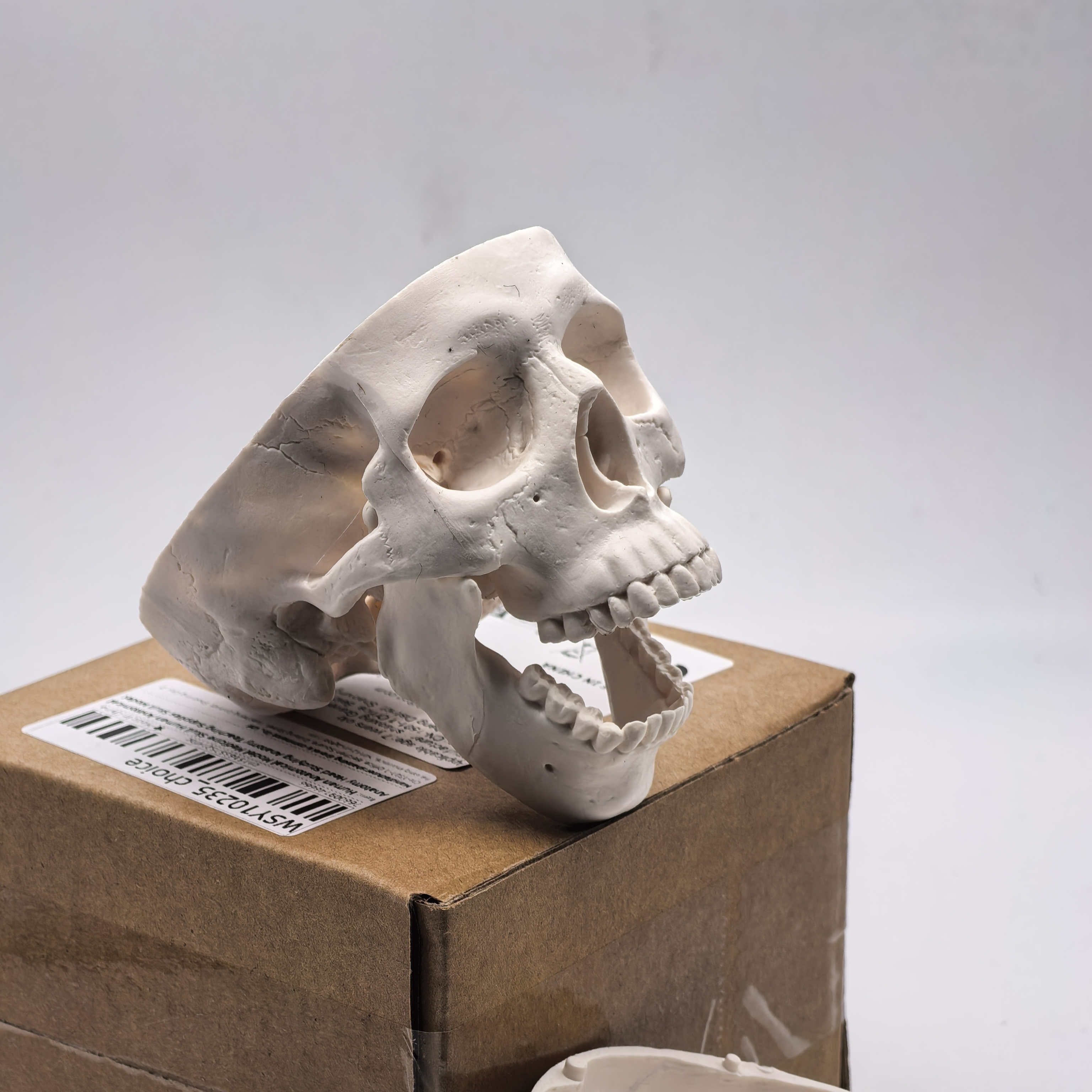 table Human Skull Model - Anat - Science For K1 리뷰 및 가격