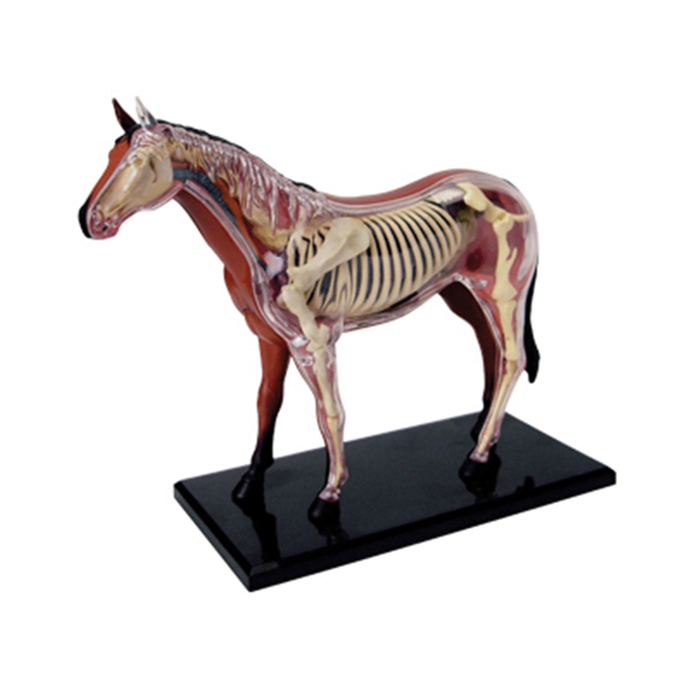 Animal Organ Anatomy Model 4D  - Science Toys 리뷰 및 가격