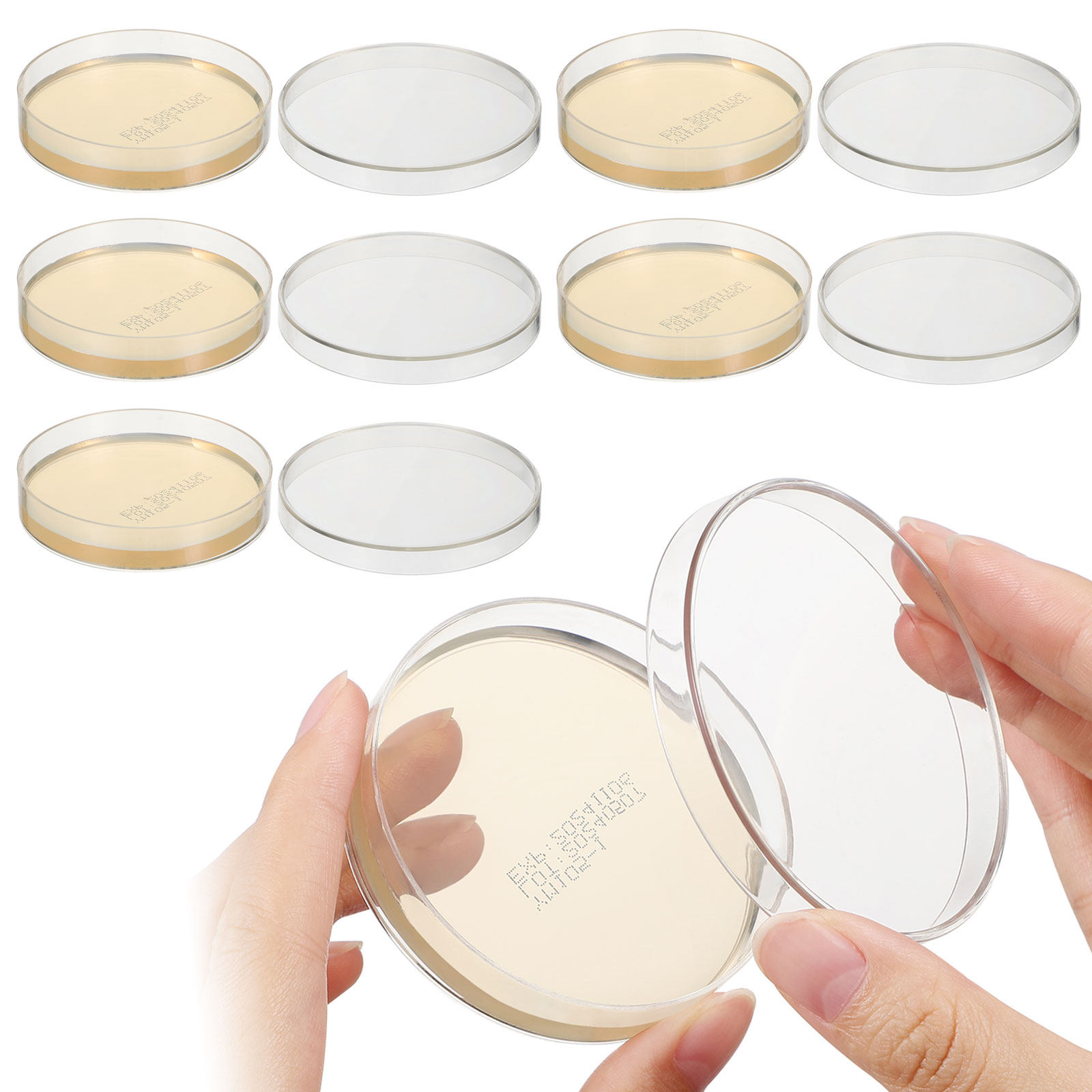Agar Plates 10pcs Ready to Use - Science Experiment 리뷰 및 가격