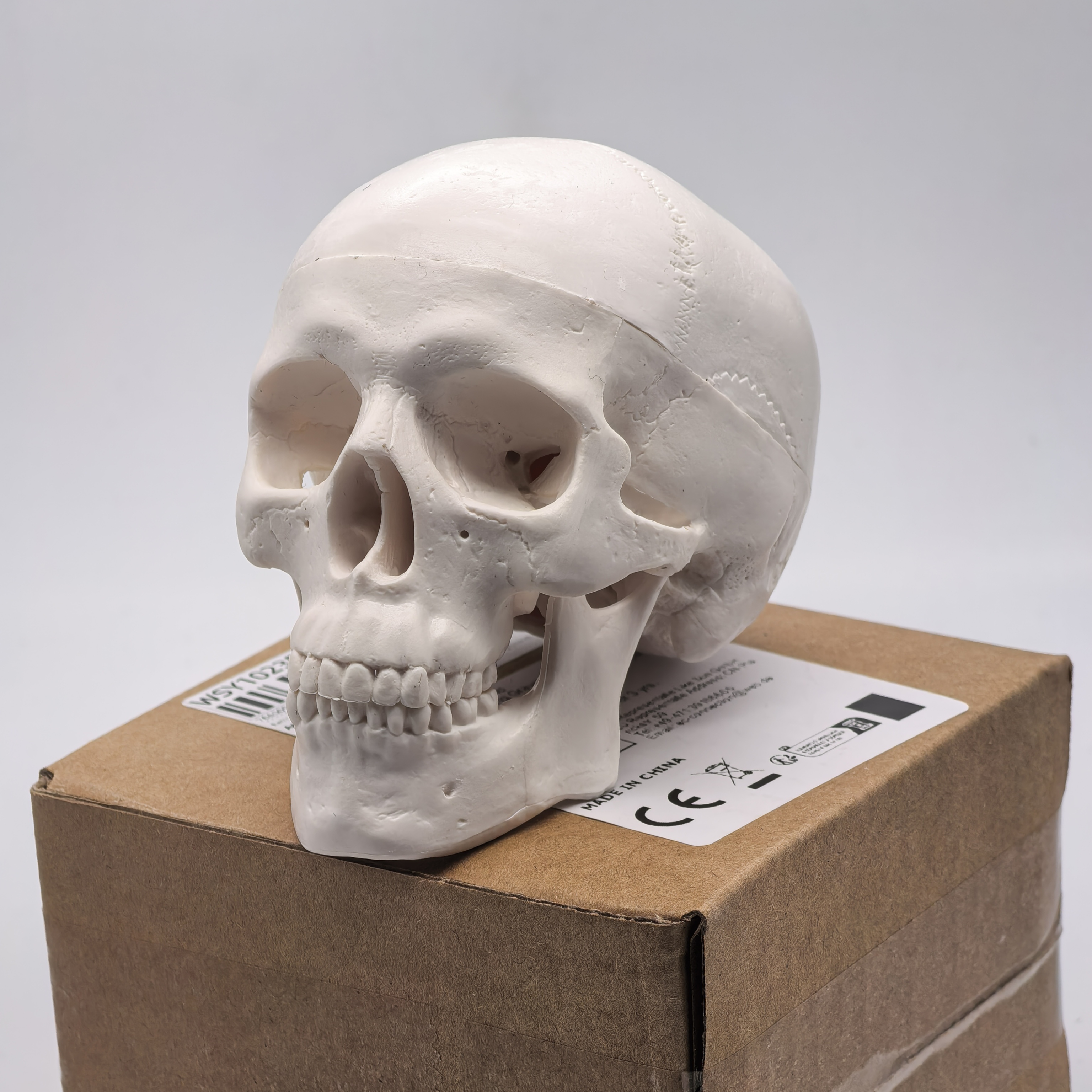 table Human Skull Model - Anat - Science For K1 리뷰 및 가격