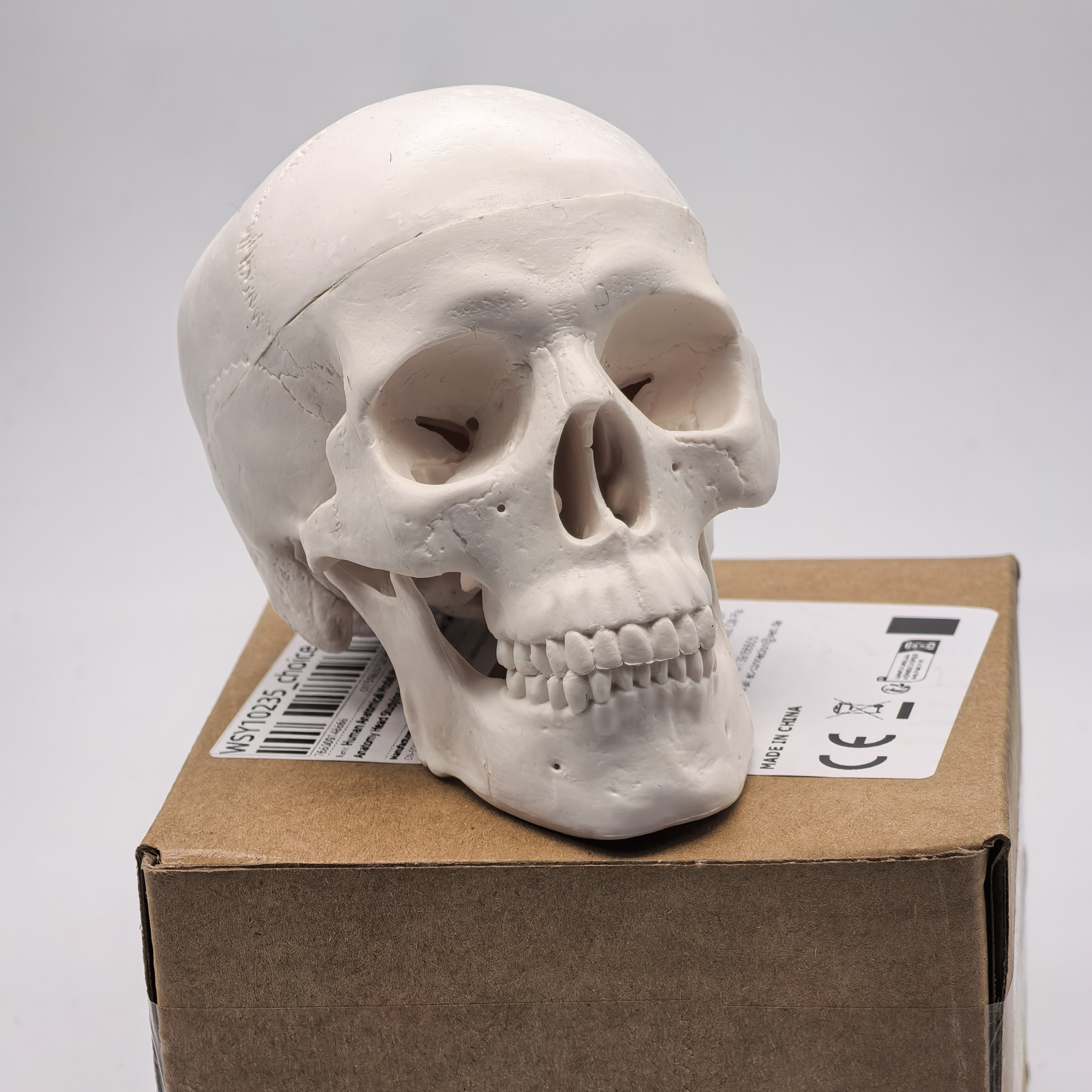 table Human Skull Model - Anat - Science For K1 리뷰 및 가격