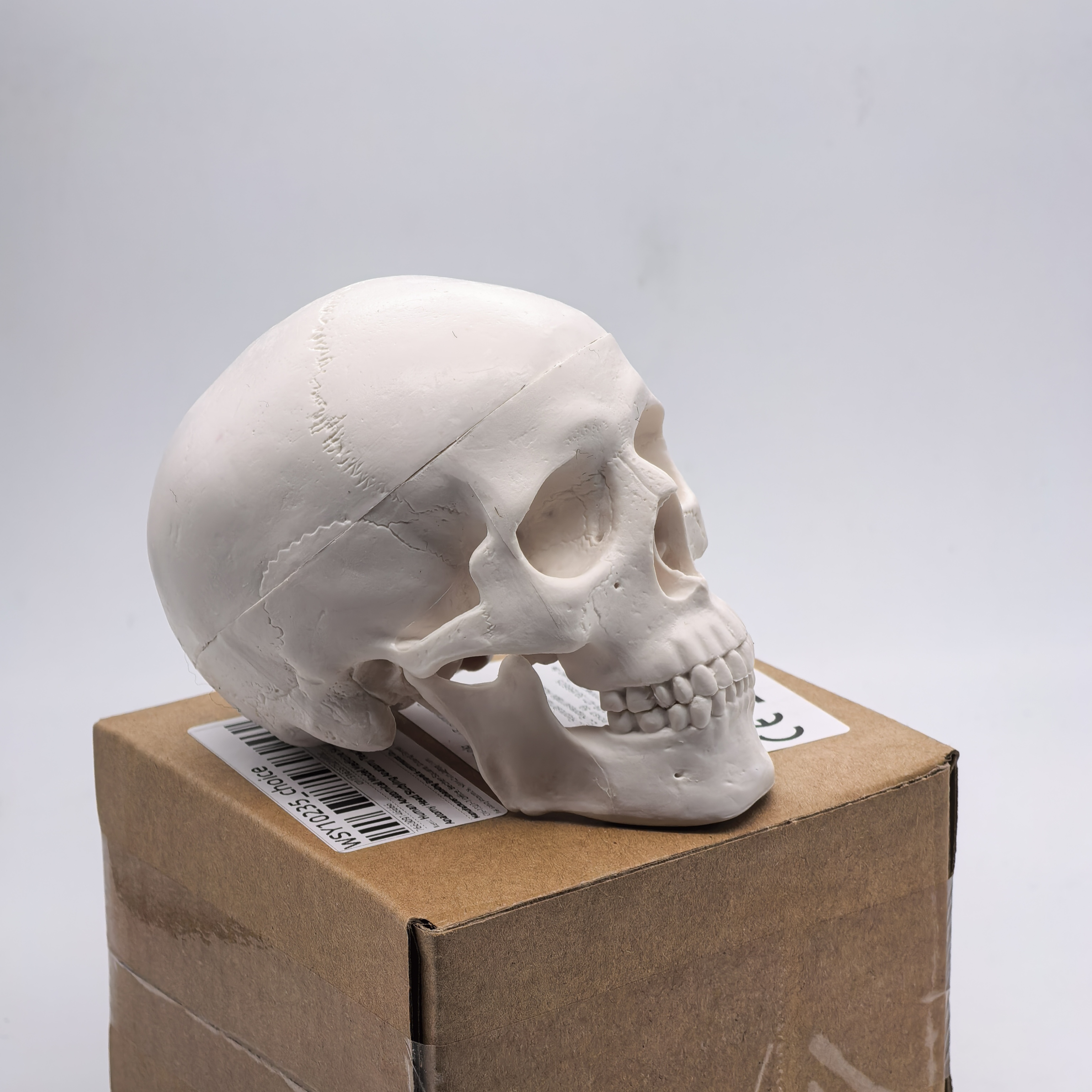 table Human Skull Model - Anat - Science For K1 리뷰 및 가격