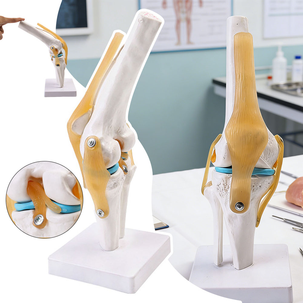Anatomical Medical-Knee Joint  - Science Hobbyist 리뷰 및 가격