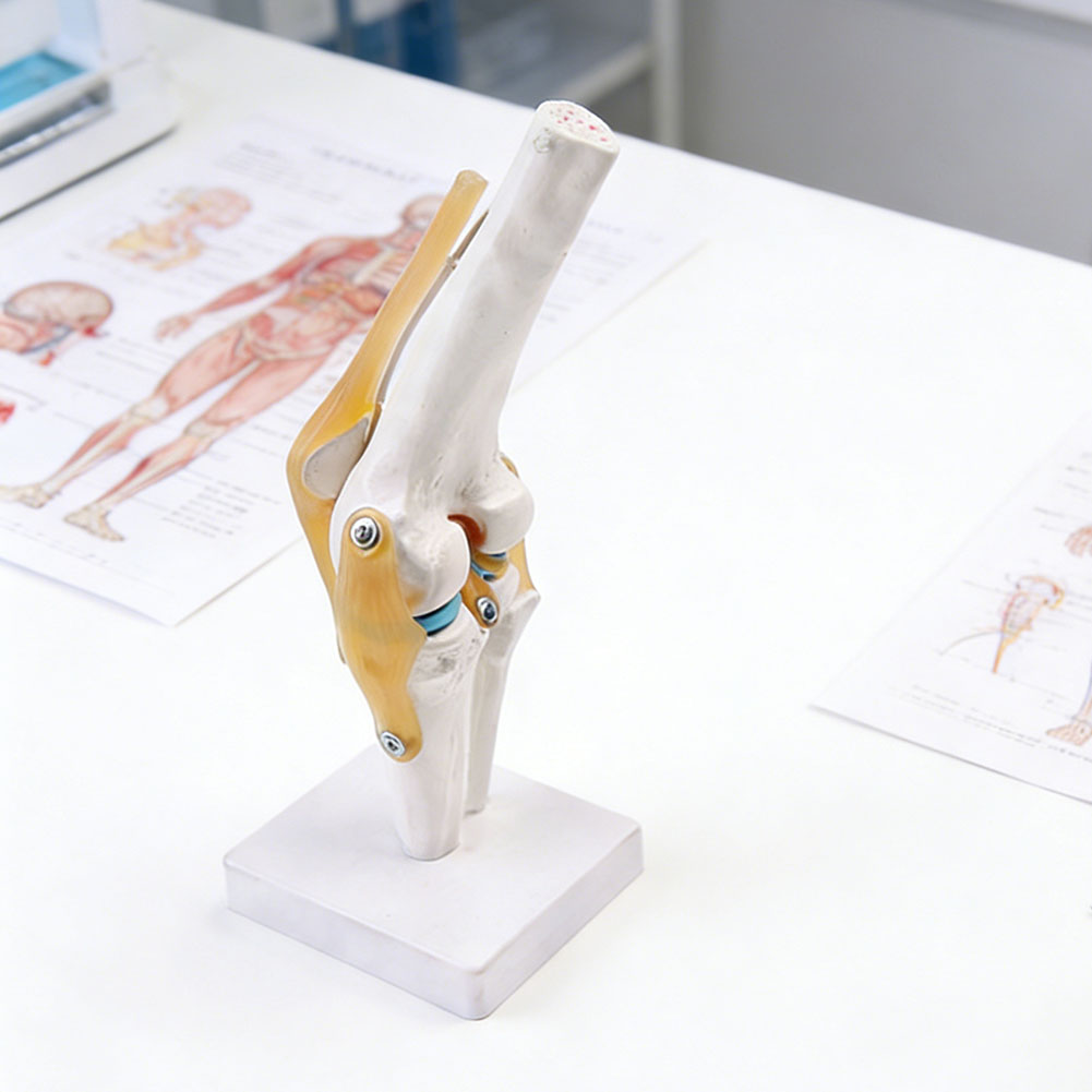 Anatomical Medical-Knee Joint  - Science Hobbyist 리뷰 및 가격