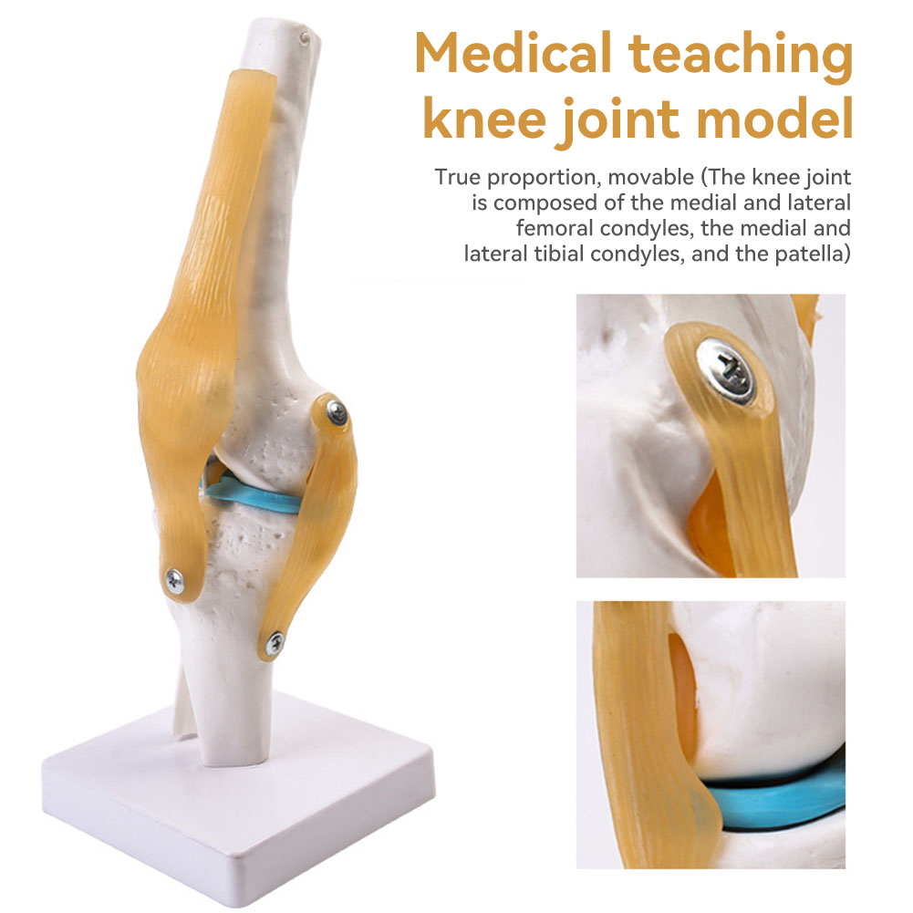 Anatomical Medical-Knee Joint  - Science Hobbyist 리뷰 및 가격