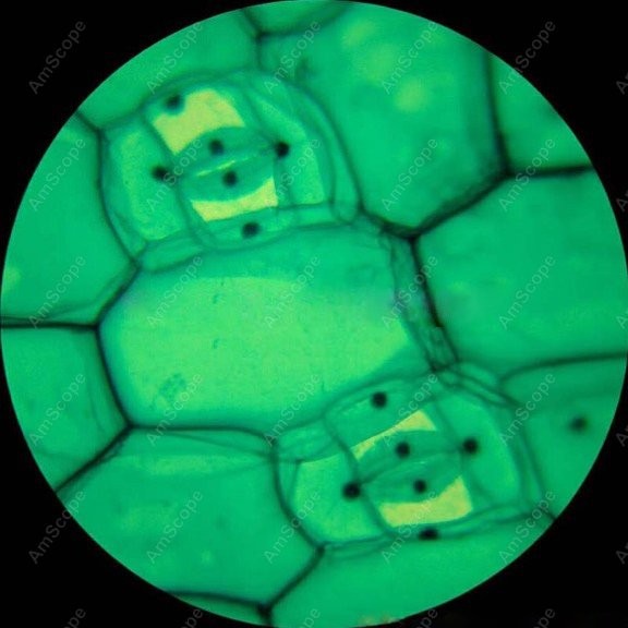 AmScope M148 Series Biological - Microscope Compound 40X 리뷰 및 가격